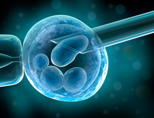 Embriones congelados: Resultados y Estudios